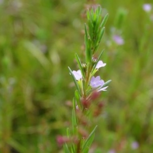 Lythrum hyssopifolia at O'Malley, ACT - 26 Dec 2020