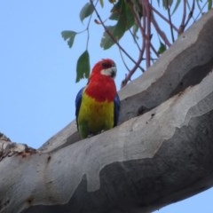 Platycercus eximius (Eastern Rosella) at O'Malley, ACT - 26 Dec 2020 by Mike