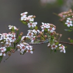 Sannantha pluriflora (Twiggy Heath Myrtle, Tall Baeckea) at Pambula Beach, NSW - 27 Dec 2020 by Kyliegw