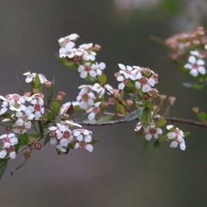 Sannantha pluriflora at Pambula Beach, NSW - suppressed