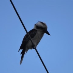 Dacelo novaeguineae (Laughing Kookaburra) at Isaacs Ridge and Nearby - 26 Dec 2020 by Mike