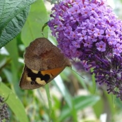 Heteronympha merope (Common Brown Butterfly) at Isaacs, ACT - 26 Dec 2020 by Mike