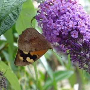 Heteronympha merope at Isaacs, ACT - 26 Dec 2020