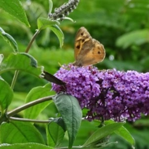 Heteronympha merope at Isaacs, ACT - 26 Dec 2020