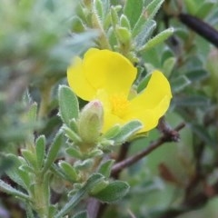 Hibbertia sp. (Guinea Flower) at Ben Boyd National Park - 27 Dec 2020 by Kyliegw