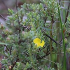 Hibbertia sp. at Pambula Beach, NSW - 28 Dec 2020