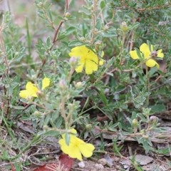 Hibbertia sp. at Pambula Beach, NSW - 28 Dec 2020 08:35 AM