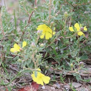 Hibbertia sp. at Pambula Beach, NSW - 28 Dec 2020 08:35 AM