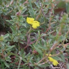 Hibbertia sp. at Pambula Beach, NSW - 28 Dec 2020 08:35 AM