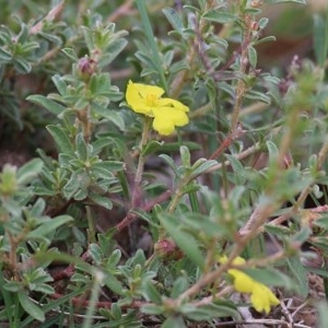 Hibbertia sp. at Pambula Beach, NSW - 28 Dec 2020