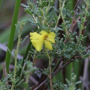 Hibbertia sp. at Pambula Beach, NSW - 28 Dec 2020