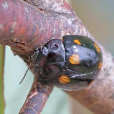 Paropsisterna octosignata (Eucalyptus leaf beetle) at O'Connor, ACT - 15 Dec 2020 by ConBoekel