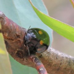 Paropsisterna octosignata at O'Connor, ACT - 15 Dec 2020