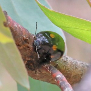 Paropsisterna octosignata at O'Connor, ACT - 15 Dec 2020