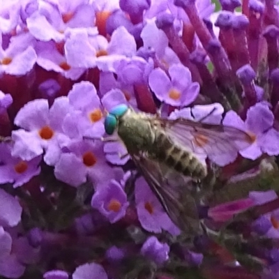 Ectenopsis sp. (March fly) at Isaacs, ACT - 26 Dec 2020 by Mike