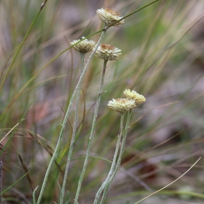 Coronidium scorpioides at Pambula Beach, NSW - 28 Dec 2020 by KylieWaldon