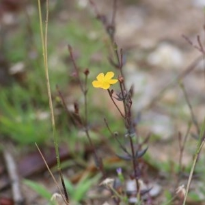 Hypericum gramineum at Pambula Beach, NSW - 28 Dec 2020