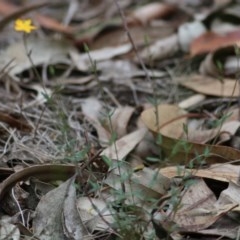 Hypericum gramineum at Pambula Beach, NSW - 28 Dec 2020