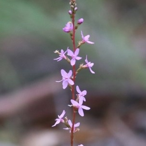 Stylidium sp. at Ben Boyd National Park - 28 Dec 2020 08:40 AM