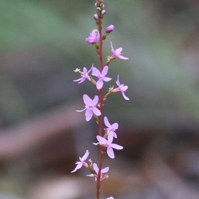 Stylidium sp. (Trigger Plant) at Ben Boyd National Park - 27 Dec 2020 by KylieWaldon