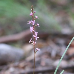 Stylidium sp. at Ben Boyd National Park - 28 Dec 2020 08:40 AM