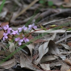 Stylidium sp. at Ben Boyd National Park - 28 Dec 2020 08:40 AM