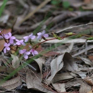 Stylidium sp. at Ben Boyd National Park - 28 Dec 2020 08:40 AM