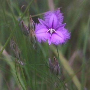 Thysanotus tuberosus subsp. tuberosus at Pambula Beach, NSW - 28 Dec 2020 09:00 AM