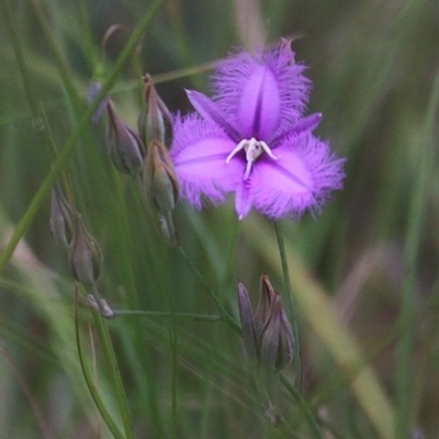 Thysanotus tuberosus subsp. tuberosus (Common Fringe-lily) at Pambula Beach, NSW - 28 Dec 2020 by KylieWaldon