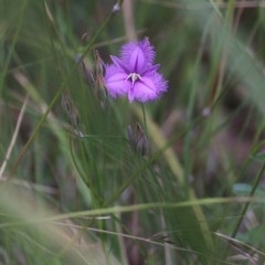 Thysanotus tuberosus subsp. tuberosus at Pambula Beach, NSW - 28 Dec 2020