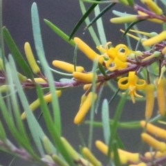 Persoonia linearis (Narrow-leaved Geebung) at Pambula Beach, NSW - 27 Dec 2020 by Kyliegw