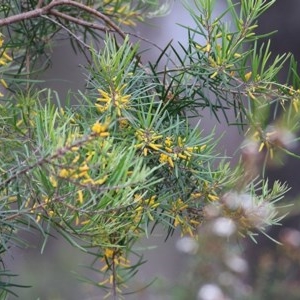 Persoonia linearis at Pambula Beach, NSW - 28 Dec 2020