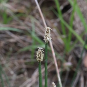 Eleocharis acuta at O'Connor, ACT - 15 Dec 2020