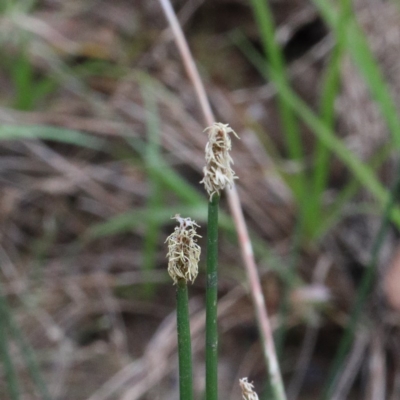 Eleocharis acuta (Common Spike-rush) at Dryandra St Woodland - 15 Dec 2020 by ConBoekel