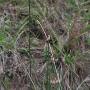 Eleocharis acuta at O'Connor, ACT - 15 Dec 2020