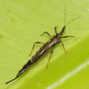 Idolothrips spectrum at Acton, ACT - 27 Dec 2020