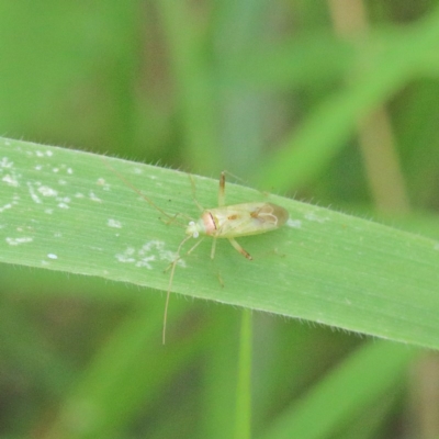 Miridae (family) (Unidentified plant bug) at Dryandra St Woodland - 15 Dec 2020 by ConBoekel