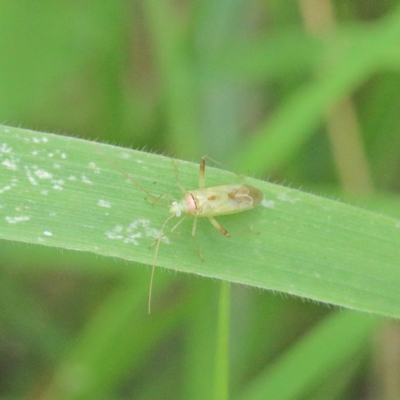 Miridae (family) (Unidentified plant bug) at O'Connor, ACT - 15 Dec 2020 by ConBoekel