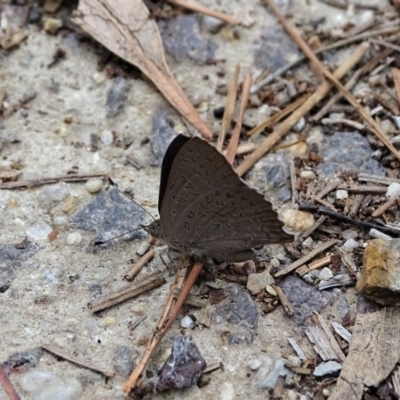 Paralucia pyrodiscus (Fiery Copper) at Isaacs Ridge and Nearby - 26 Dec 2020 by Mike