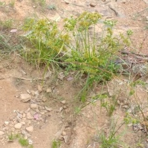 Cyperus eragrostis at Hackett, ACT - 28 Dec 2020