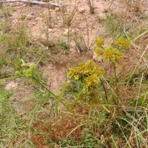 Cyperus eragrostis at Hackett, ACT - 28 Dec 2020