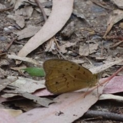 Heteronympha merope (Common Brown) at Isaacs, ACT - 26 Dec 2020 by Mike