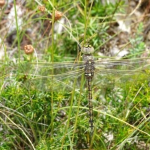 Anax papuensis at Isaacs, ACT - 26 Dec 2020