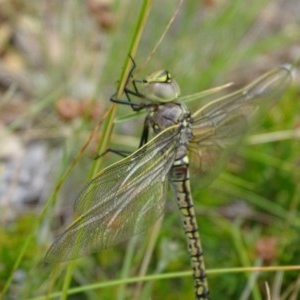 Anax papuensis at Isaacs, ACT - 26 Dec 2020