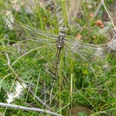 Anax papuensis at Isaacs, ACT - 26 Dec 2020