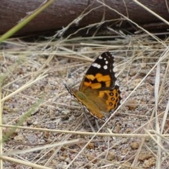 Vanessa kershawi (Australian Painted Lady) at Isaacs Ridge and Nearby - 26 Dec 2020 by Mike