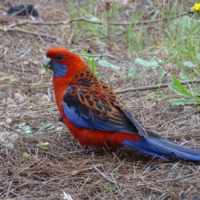 Platycercus elegans (Crimson Rosella) at Isaacs Ridge and Nearby - 26 Dec 2020 by Mike