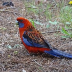 Platycercus elegans (Crimson Rosella) at Isaacs Ridge and Nearby - 26 Dec 2020 by Mike