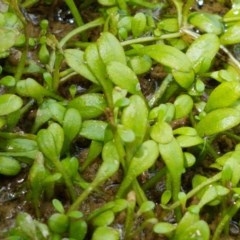 Glossostigma elatinoides (Small Mud-mat) at Coree, ACT - 28 Dec 2020 by tpreston