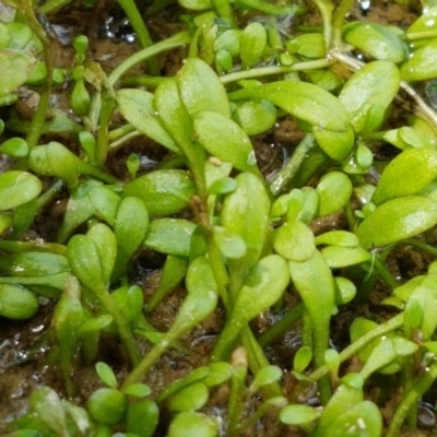 Glossostigma elatinoides (Small Mud-mat) at Coree, ACT - 28 Dec 2020 by trevorpreston